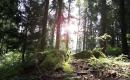 Magical Forest - Om Mantra ~ Abri EL / Relaxing music and calm sounds of nature