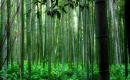 Trail of the Angels - Flaut de bambus ( muzica chinezeasca )
